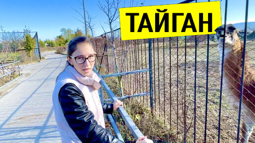 Тайган. КУДА УХОДЯТ ДЕНЬГИ?