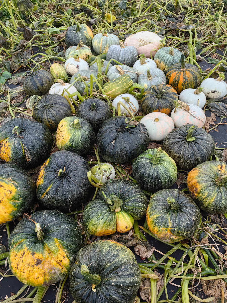 Голосеменная на переднем плане, с розовыми тенями серая это тыква Крошка, но на крошку не похожа. Мраморную и Зимнюю сладкую я не смогла различить между собой, они тут же возле Крошки. И небольшие вытянутые плоды в полосках это тыква Иришка