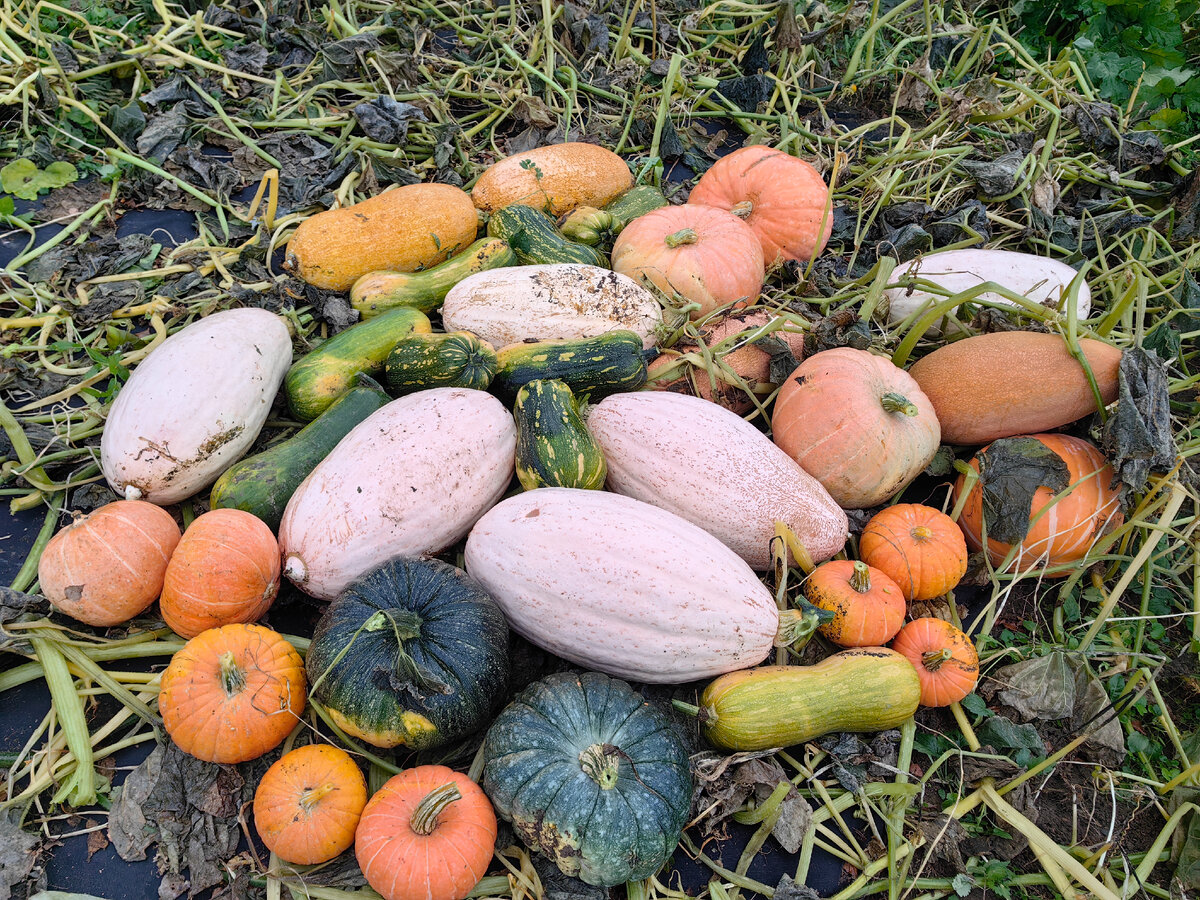 Здесь два варианта Розового банана из одной пачки семян, Голосеменная, Иришка, Оранжевая мелкая на переднем плане должна была быть Розовой феей. Тут же вытянутые плоды Жемчужины и оранжевые плоды-мальки от Большого Макса и Стопудовой.