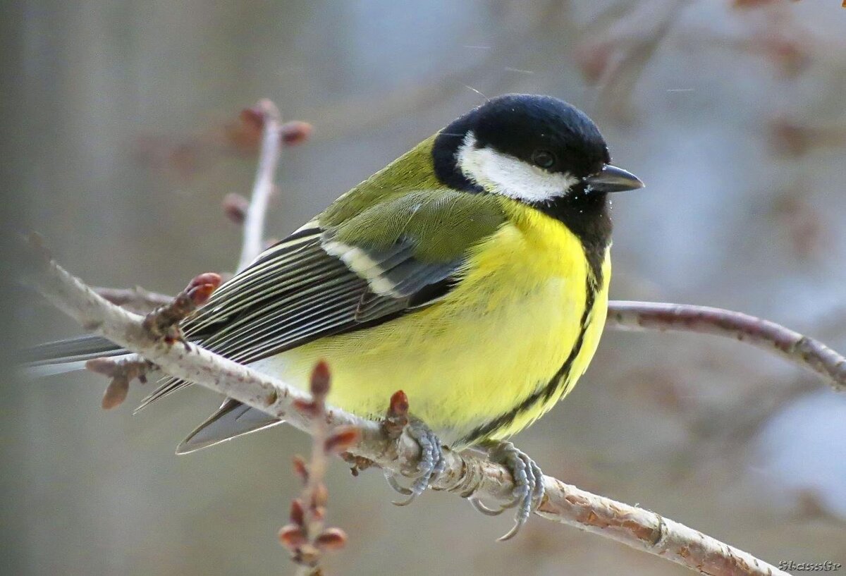 Фото: https://krasivosti.pro/uploads/posts/2022-09/1662028757_3-krasivosti-pro-p-sinitsa-zheltaya-ptitsi-3.jpg