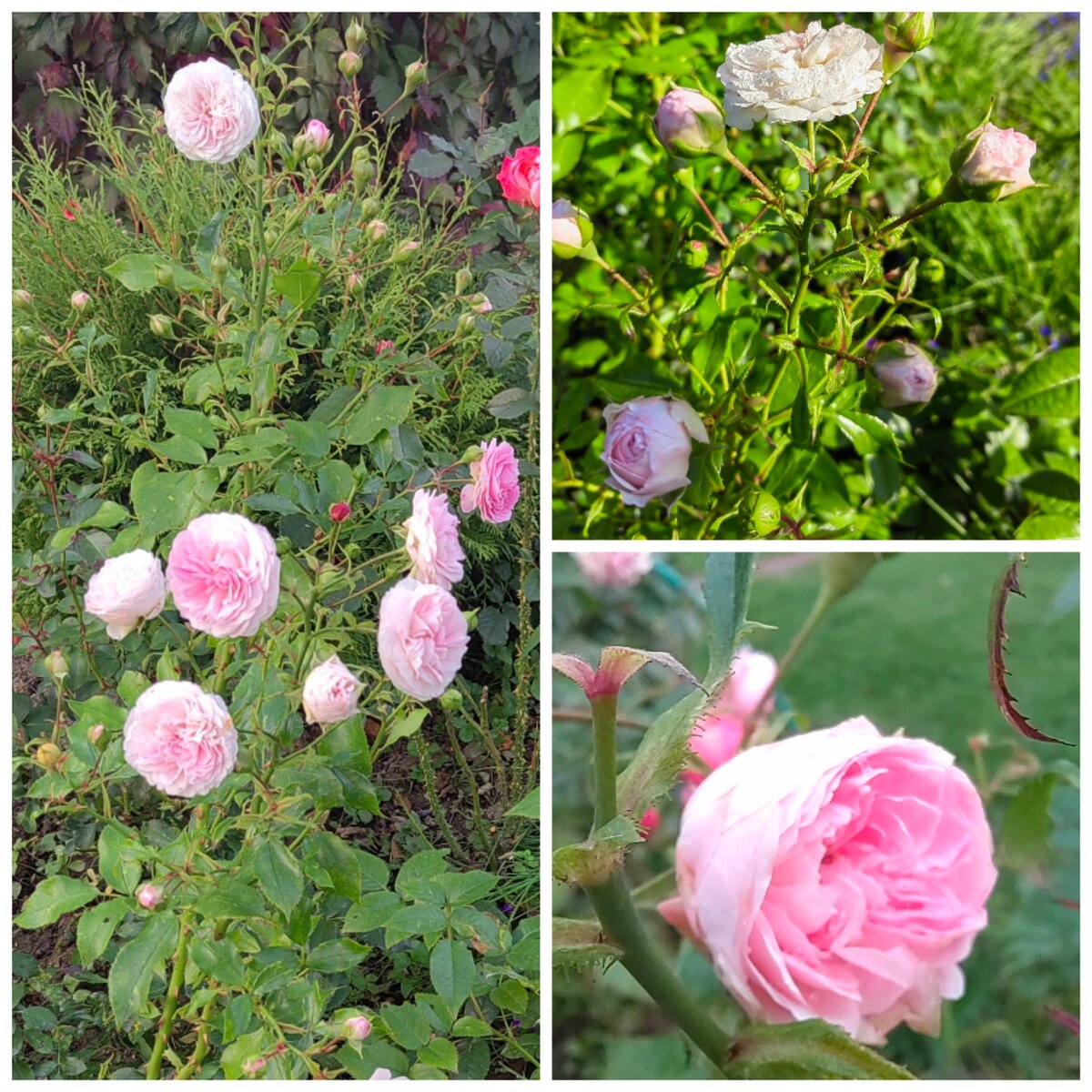 Larissa. Фото автора