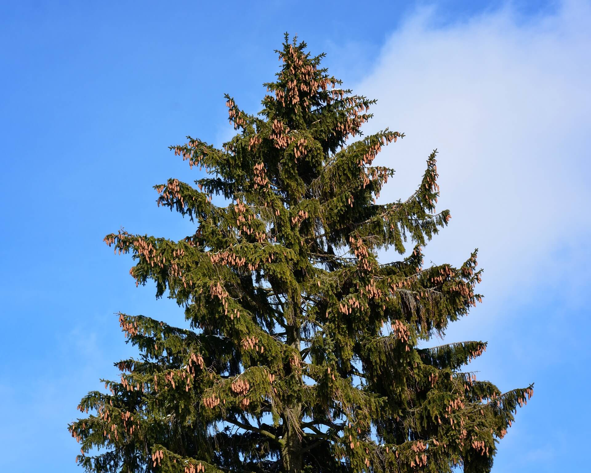 Старый Ёлк. Фото не моё, но похож.