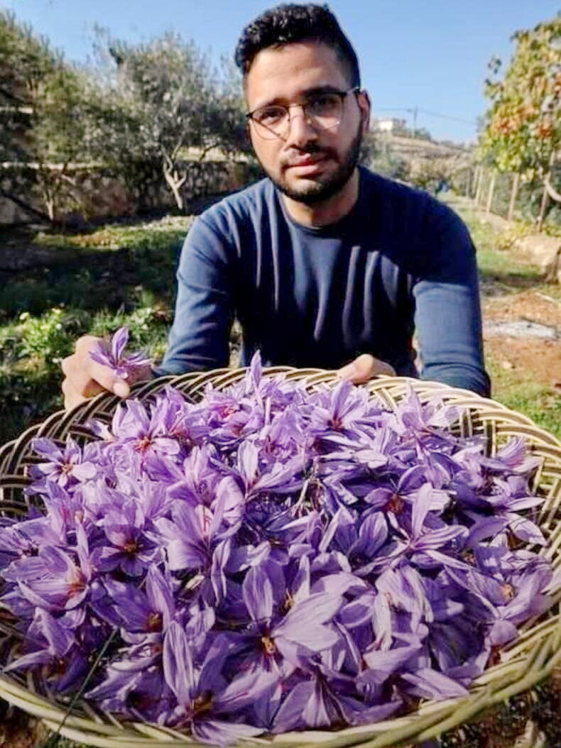 Шафран в Иордании
