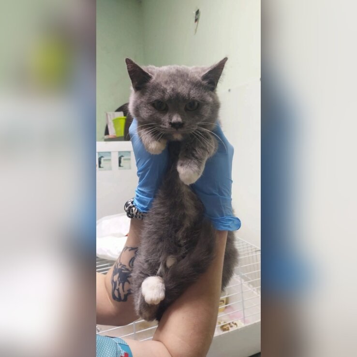 Жила на дачном участке. Бархатная шапочка.