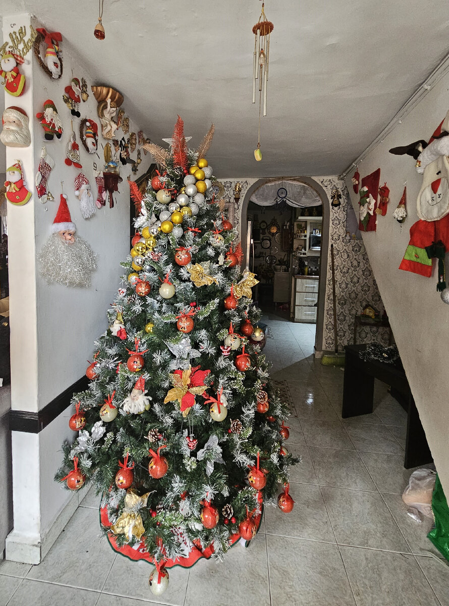 Елка. 13 ноября 2023 года. Медельин