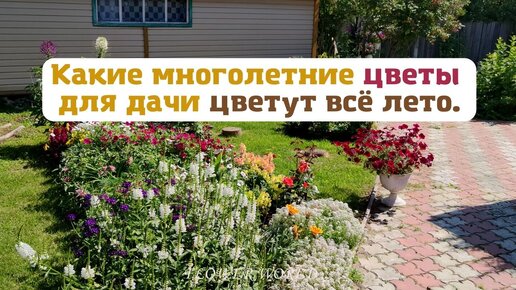 Цветы для дачи, цветущие все лето (фото с названием и описанием)