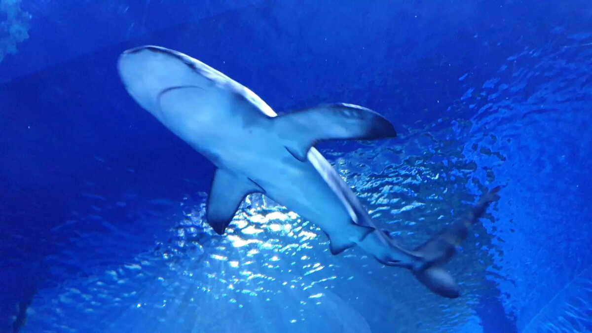     Объявление о продаже аквариума для экзотических морских животных опубликовано на интернет-площадке Avito.ru