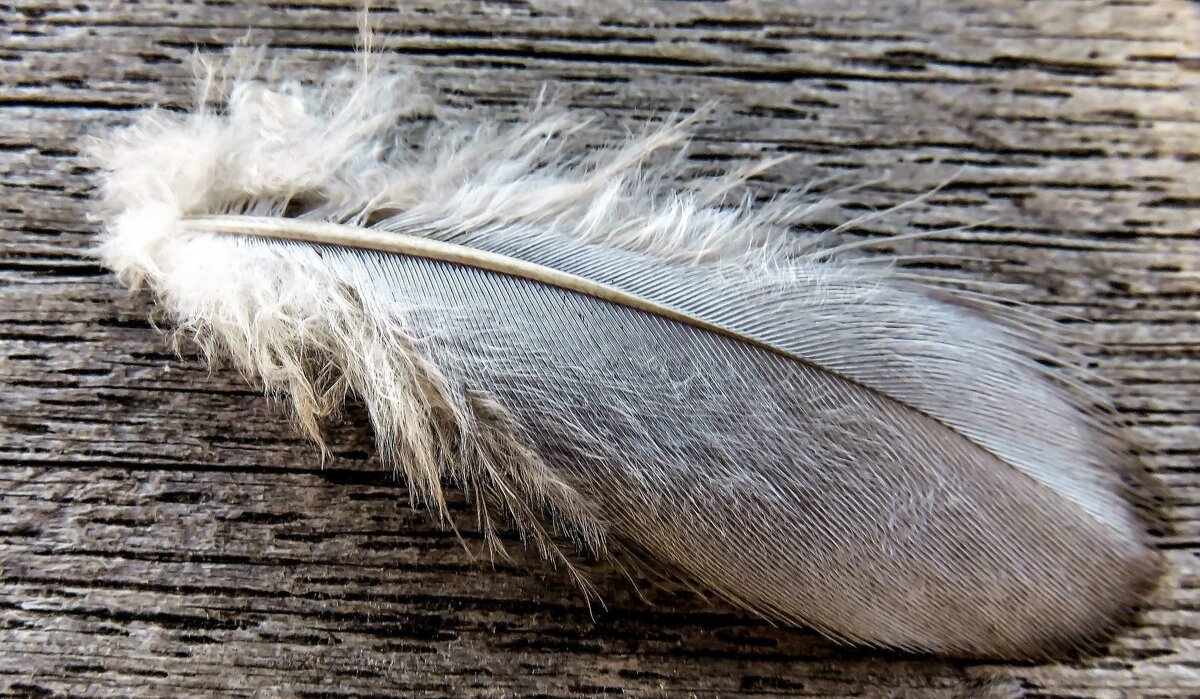 Обнаруженное на дороге белоснежное перышко птицы предвещает положительные изменения в жизни и благоприятные стечения обстоятельств. Кроме того, это символ удачи в любви и спокойных, душевных радостей в семейной жизни.