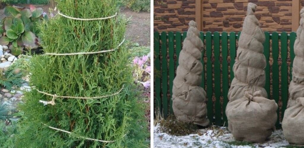 Как закрыть тую на зиму фото