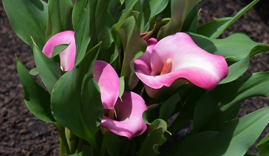 Как посадить каллу на клумбе и ухаживать за цветком в открытом грунте