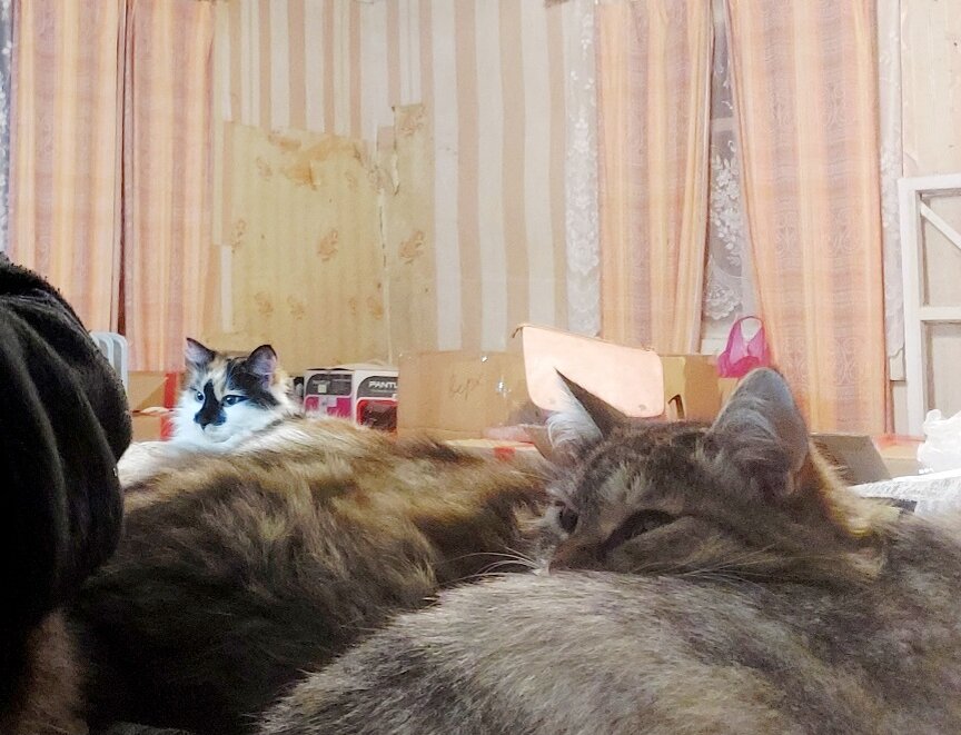 Мы с кошками валяемся на кровати