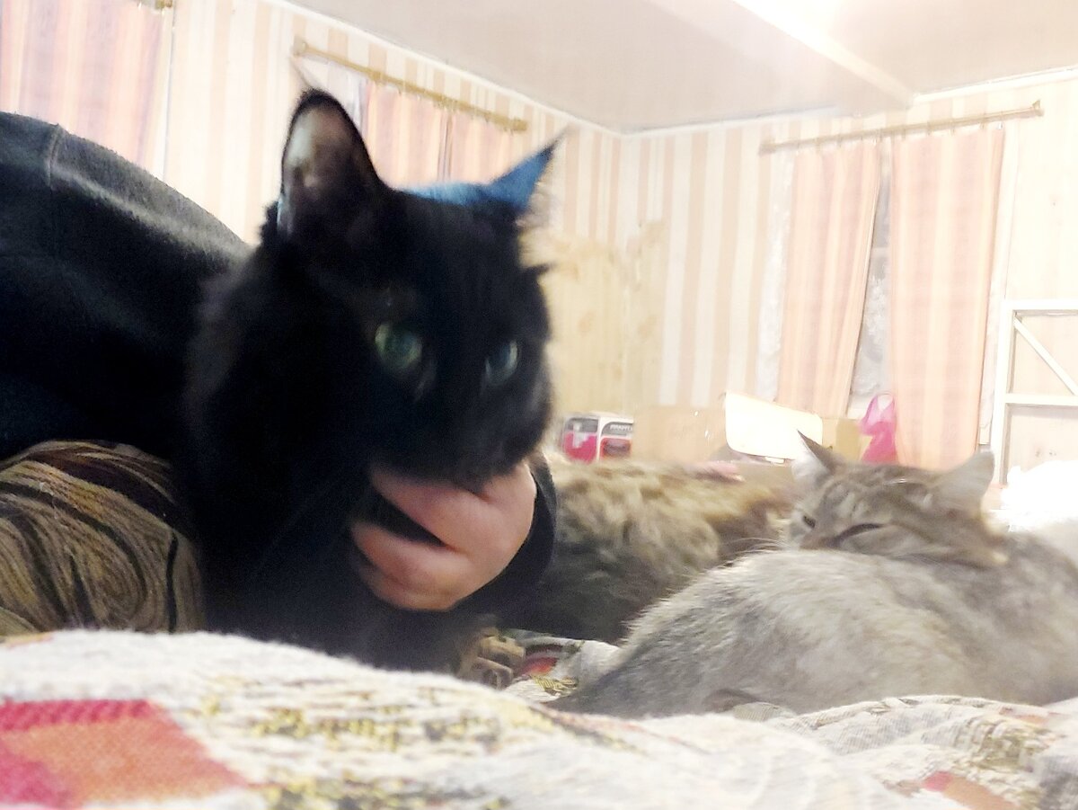 Чижика-Ежика присоединилась к нашему лежбищу 😆