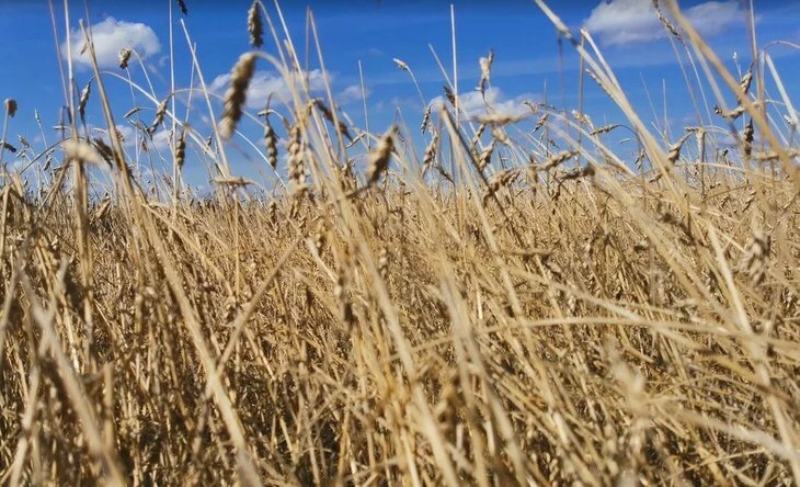    Пшеничные планы Бразилии связаны с тропическими сортами