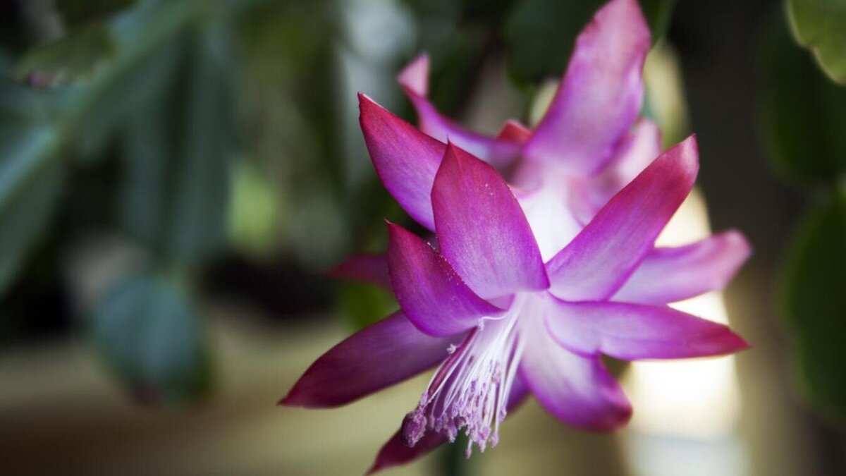    Декабрист зацветет как бешеный: полейте цветок этим прямо сейчас© PxHere