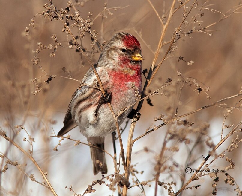 Чечетка купить в Уфе Животные и зоотовары Авито