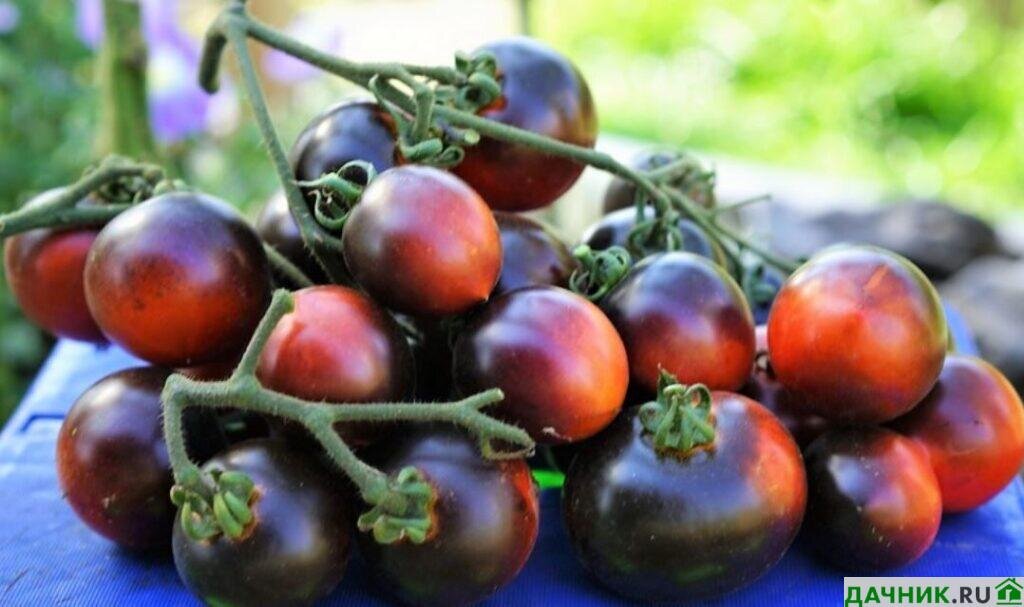 Синие и фиолетовые помидоры: описание антоциановых сортов, выращивание в открытом грунте и теплицах