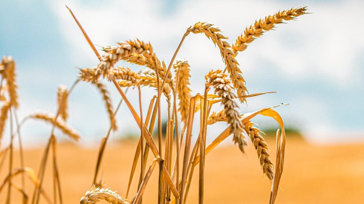    Фото: unsplash.com. Август Макаров