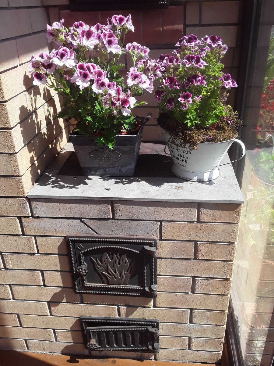 Хозяин за порог - пеларгония на печке