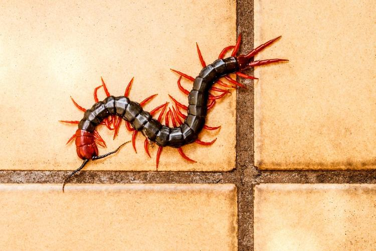 Сколопендры – одни из самых неприятных гостей из ближайшего леса. Опасные, ядовитые, живучие, умеющие ползать по стенам и потолку, спокойно пролезающие в любую дырку.