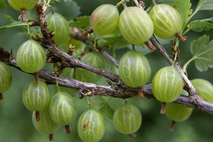 Крыжовник Балтийский