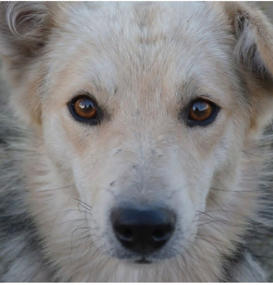 Щеня. Рассказ