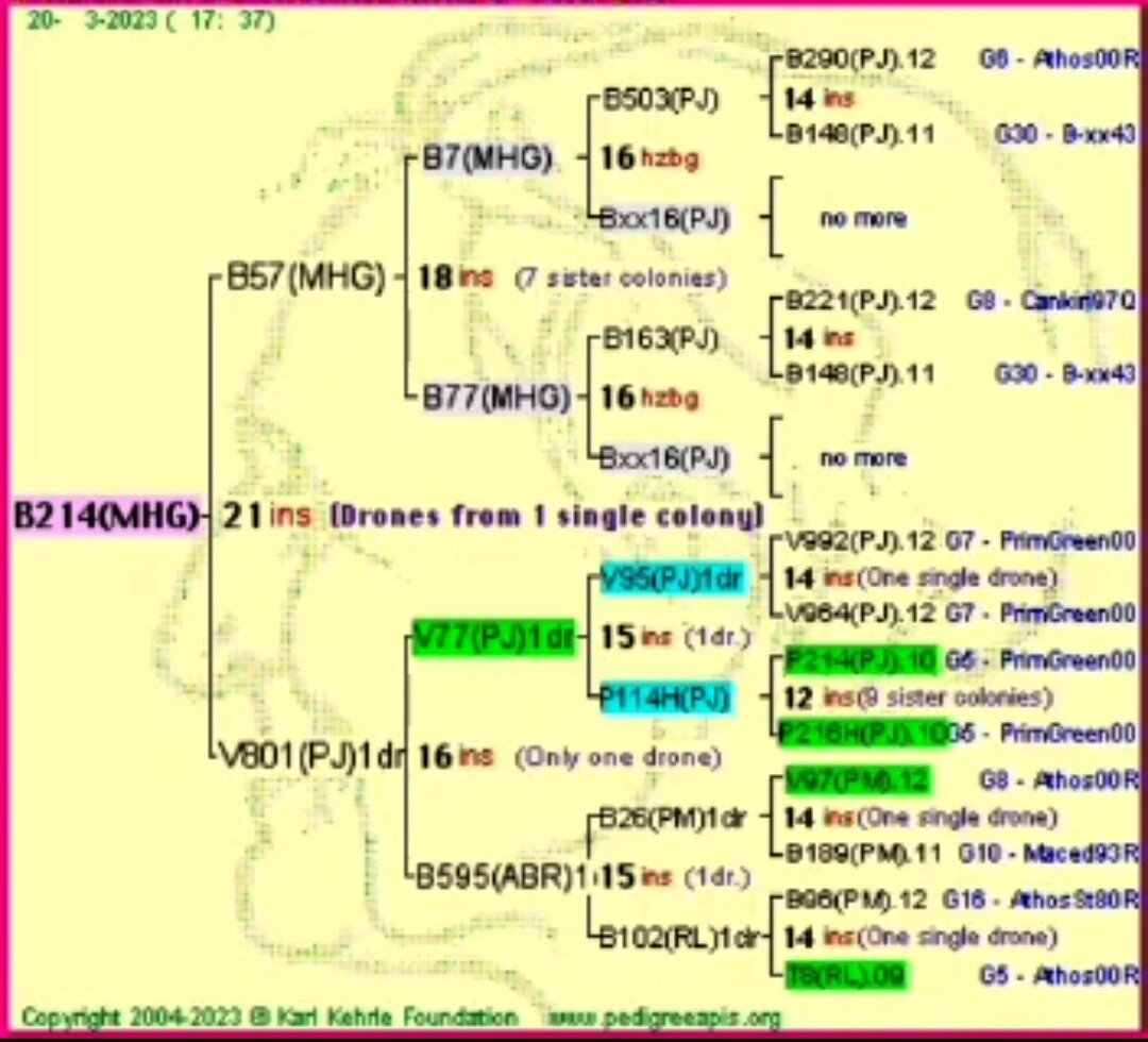 Бакфаст линия Б214 - Европейская система pedigree