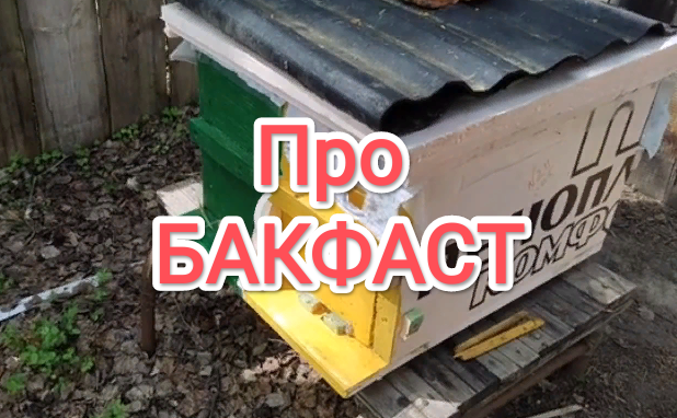 про бакфаст
