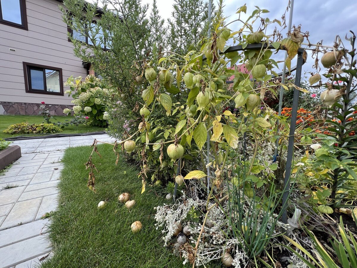 Это физалис мармеладный