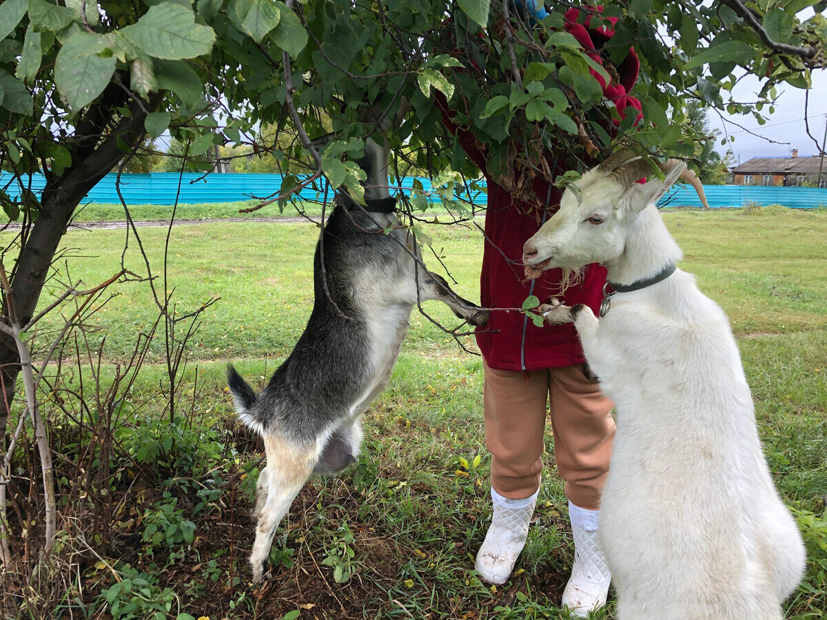 Козы сестры с моей помощью добираются до вкусных листочков