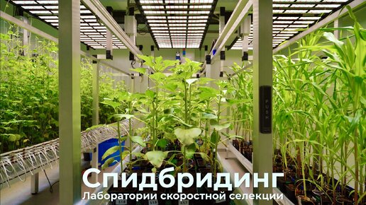 Фитотроны для спидбридинга (speed breeding)-КлимБиоТех