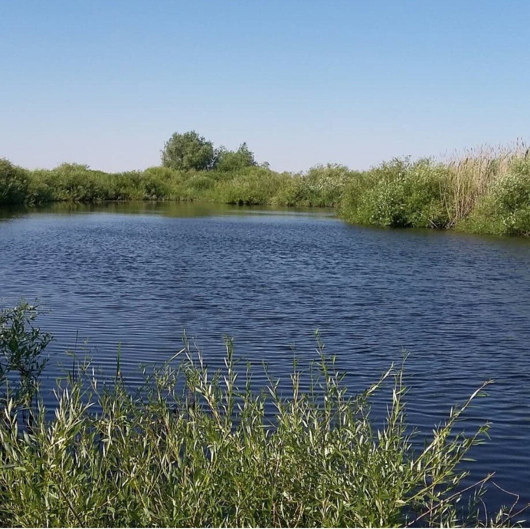 Летний денёк травника. Рассказ. 