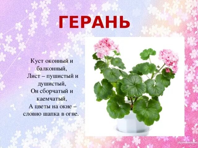 Герань огонек