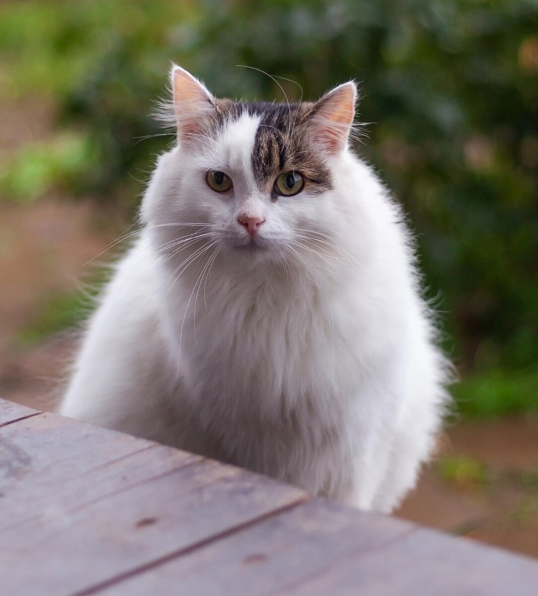 Снегур во всей красе