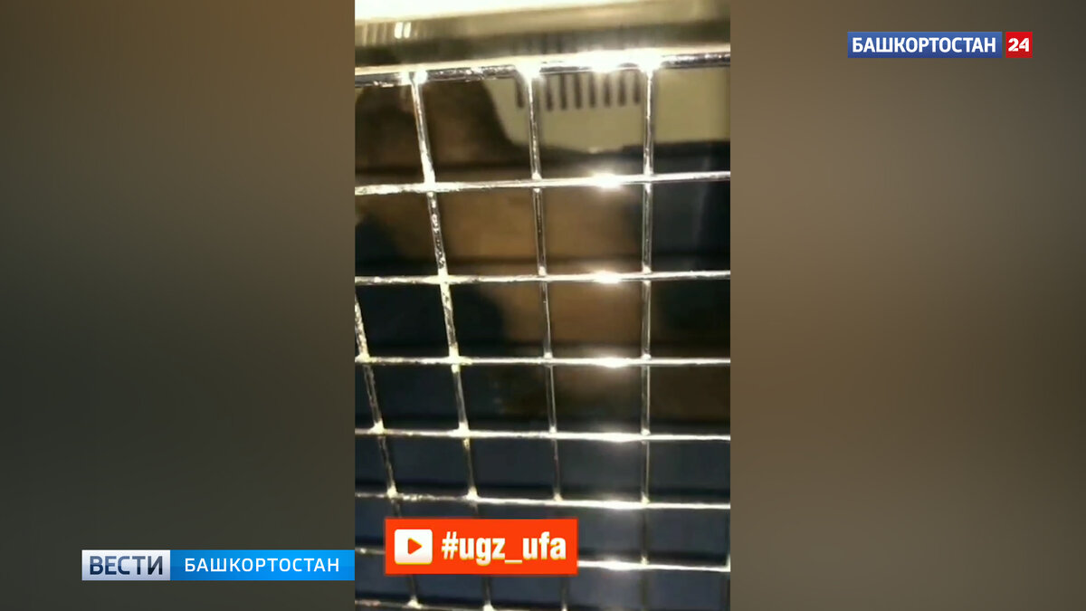   В уфимской квартире спасатели отловили куницу: видео