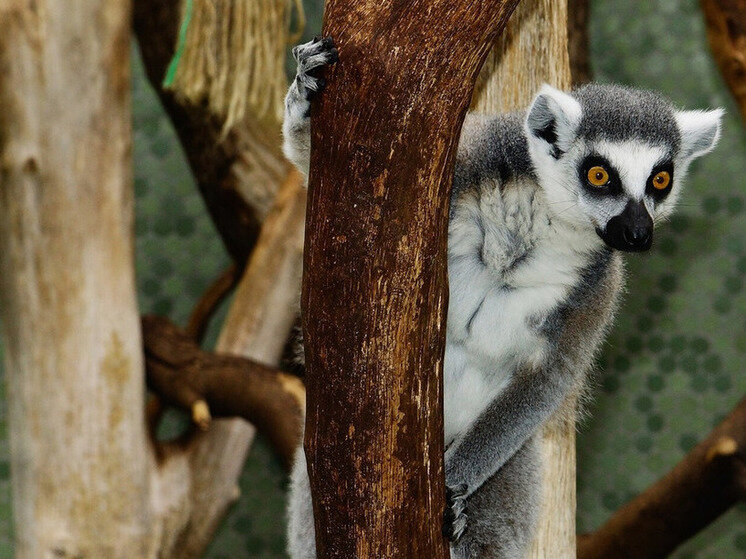     фото: ru.freepik.com