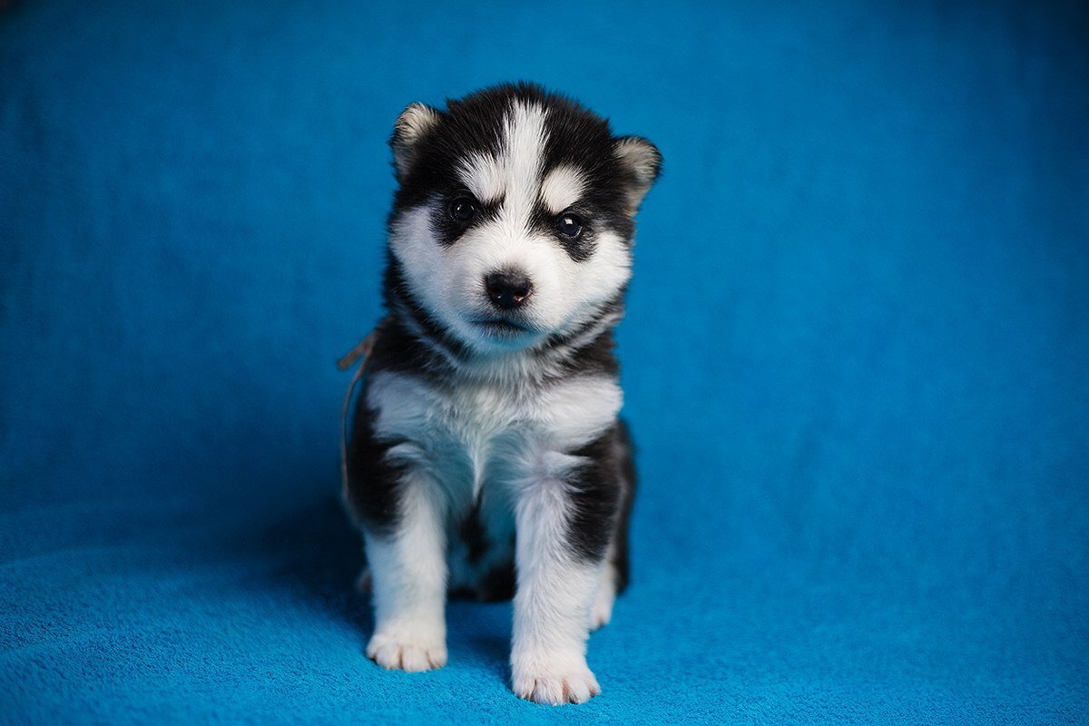 Щенок хаски из интернета 1 месяц