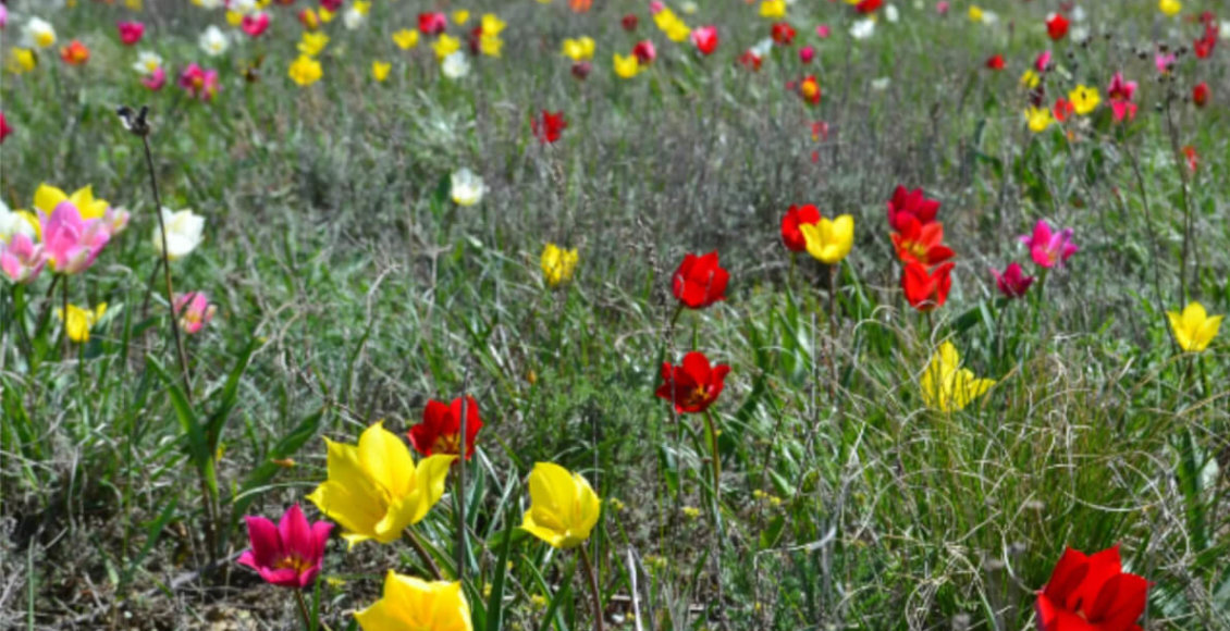    Фото: pro-dachnikov.com
