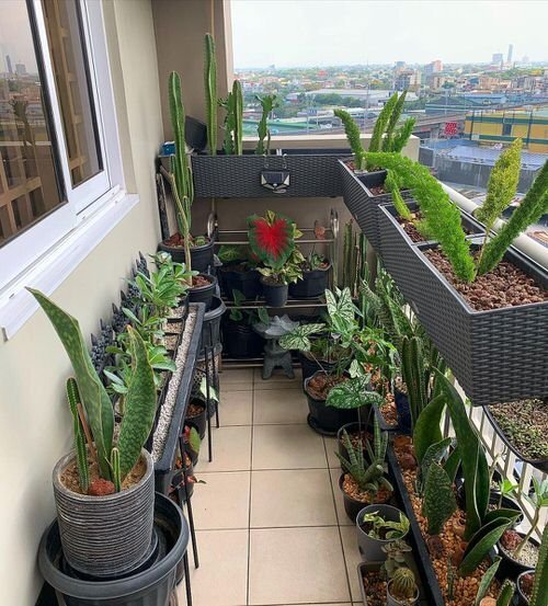 Лекарственные растения. Лечебные травы. Растения можно использовать для. Зелень для украшения. Растения можно использовать для.