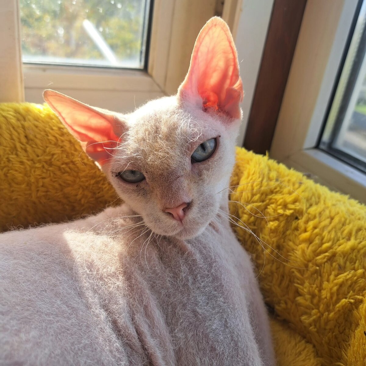 Сфинкс Манька в добрые руки