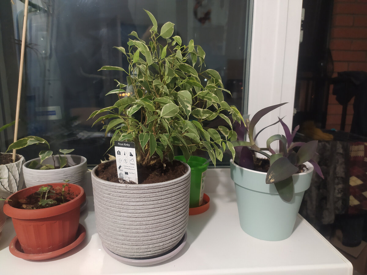 Вот так мой фикус выглядел "ДО" - летом, когда сильно оброс листьями.