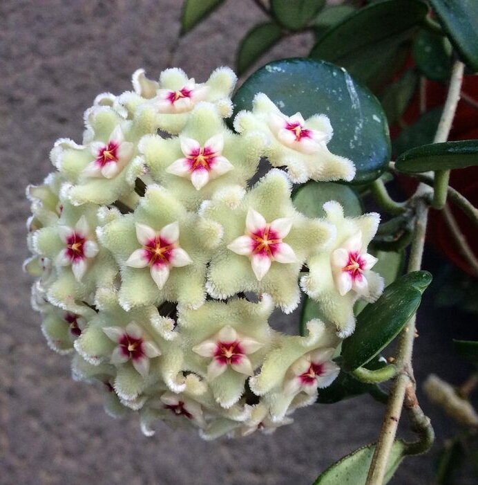 Фото интернет 