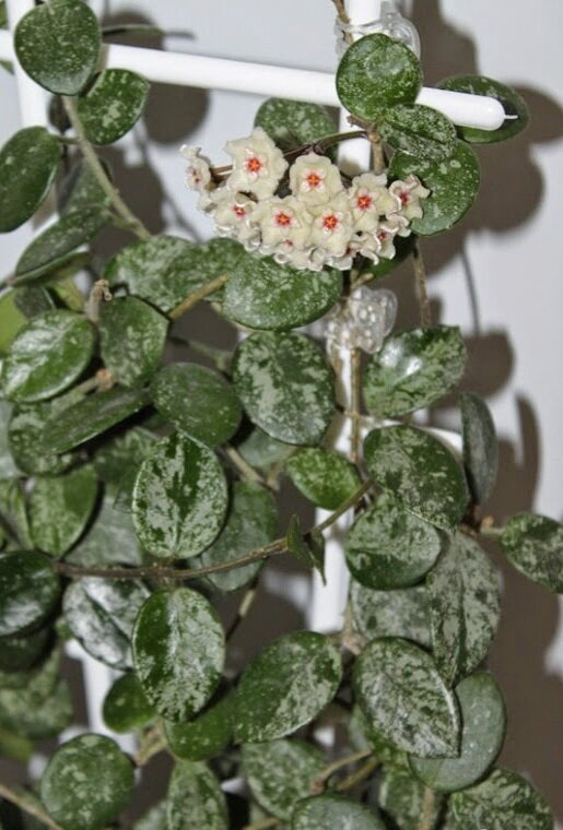 Фото интернет 