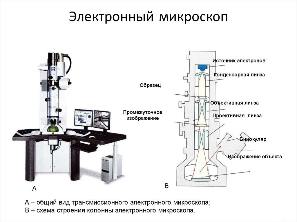 Устройство микроскопа и принцип его работы