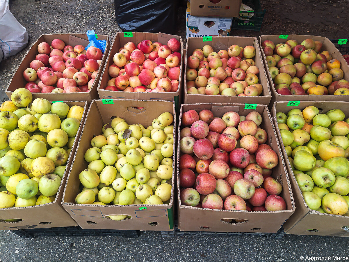 хурма с яблоком в пакете. маленький желтый фрукт. айва среднеазиатская. хурма акварелью. айва хурма яблоко гуарана.