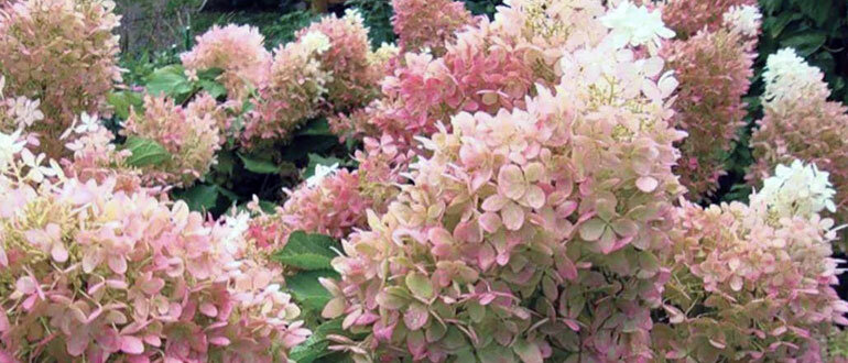 Гортензия "Фантом"