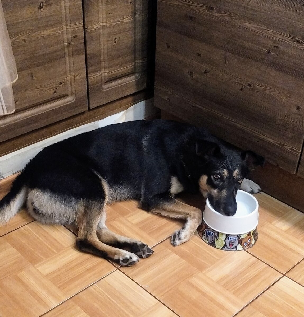 Самой еды не добыть... На прогулку намордник надевают, дома еду в холодильник прячут...  Кушать хочется ...