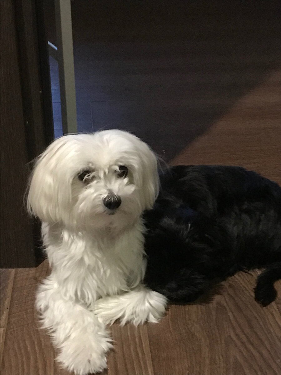 парная фоточка Тедди и Тошика 