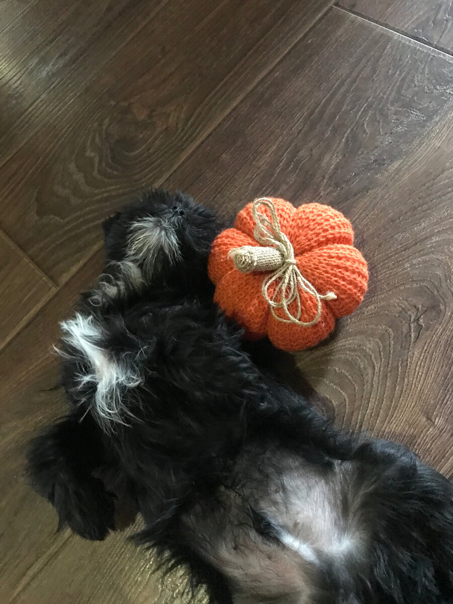 🎃🎃🎃🎃🎃🎃🎃🎃🎃🎃🎃🎃🎃🎃🎃🎃