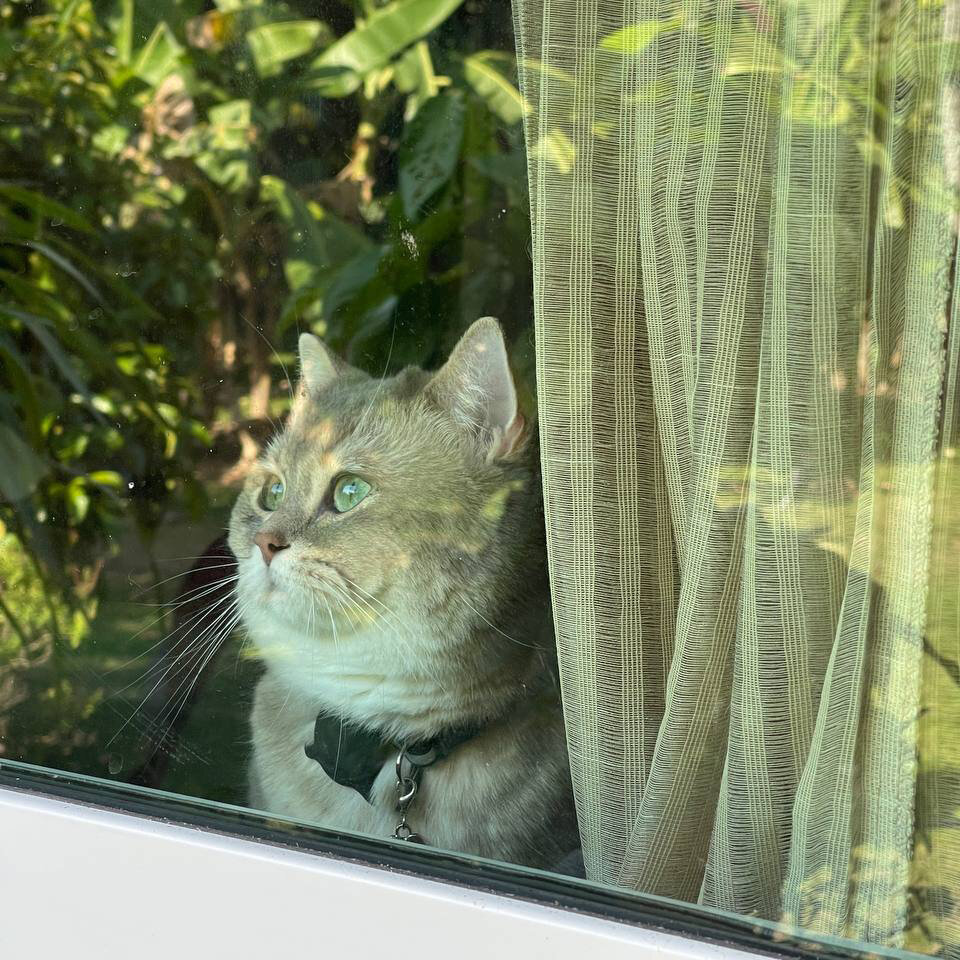 О Тае мечтаю