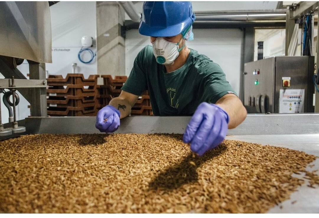 Если насекомых выращивать на пищевых отходах и выращивать рядом с фермами или предприятиями пищевой промышленности, которые в конечном итоге их купят, они могут стать более устойчивым источником питательных веществ, чем стандартные альтернативы, такие как соевые корма или рыбная мука, говорят ученые.